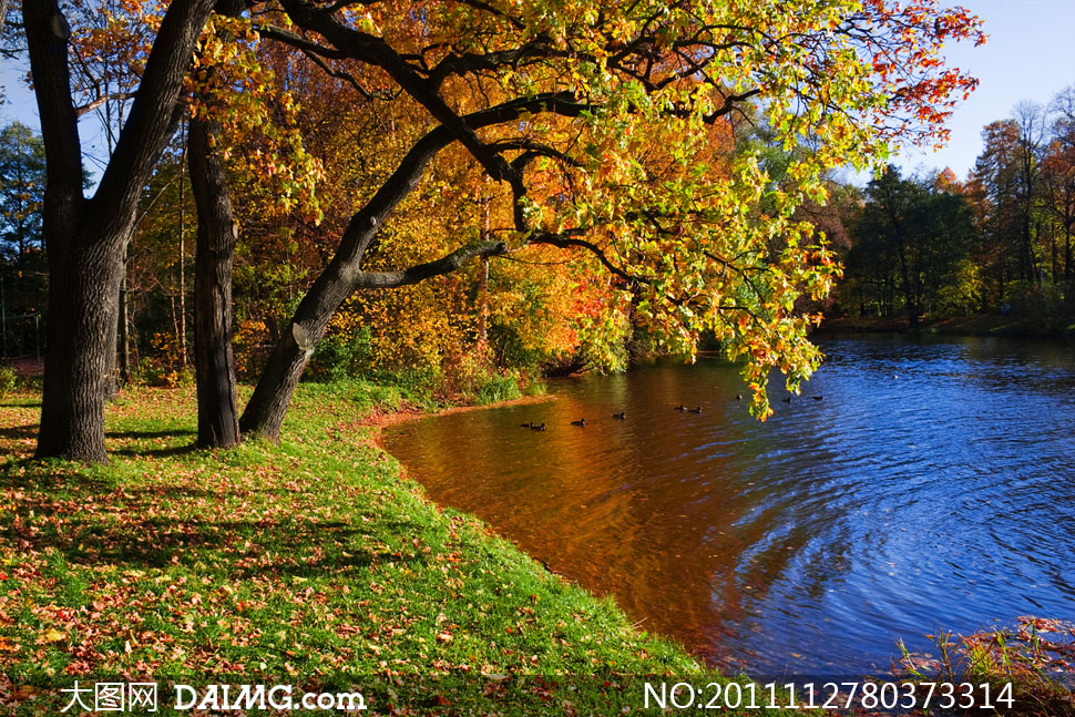 公园湖畔树林秋天自然风景高清摄影图片 - 大图