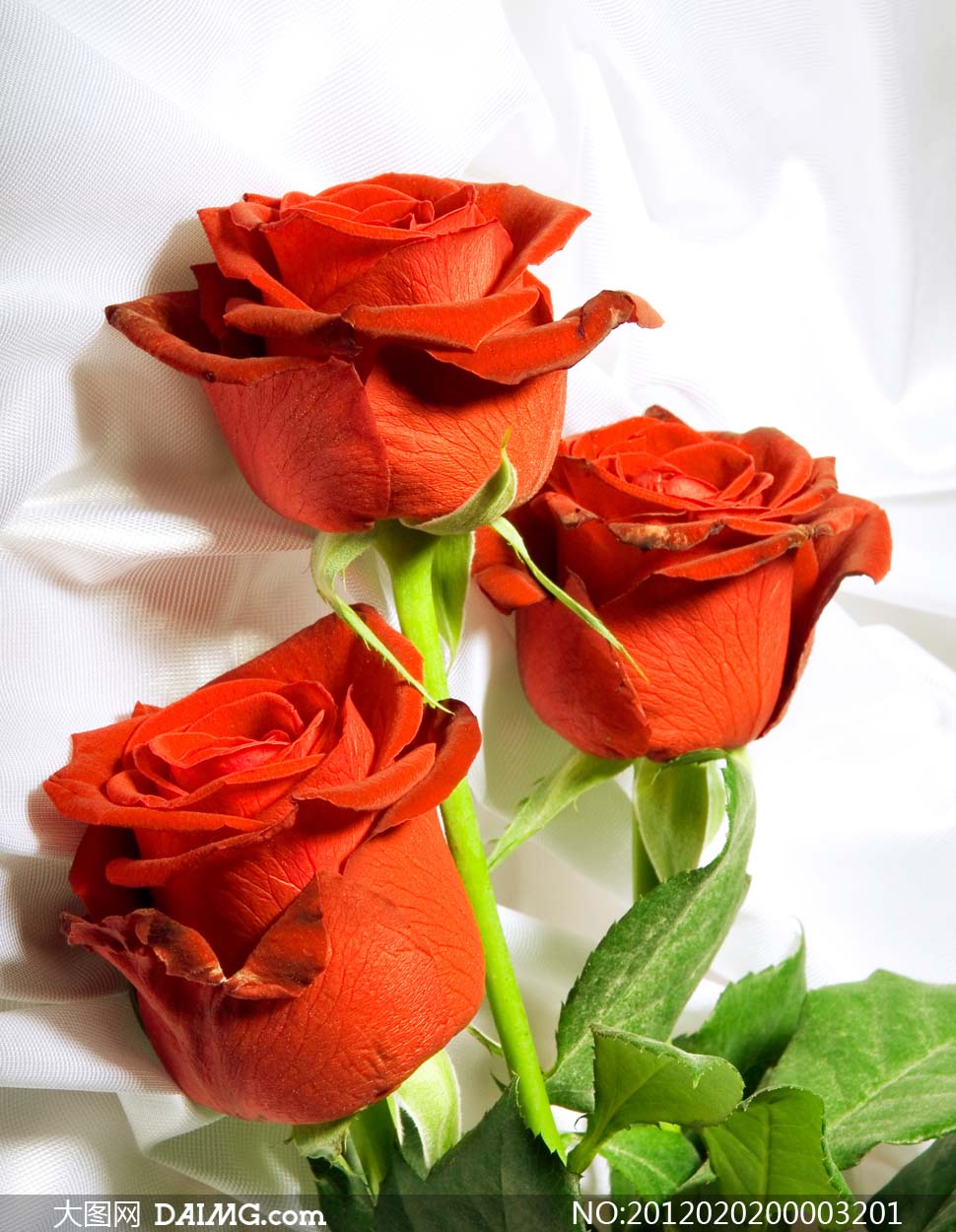 情人节红玫瑰摄影图片 - 大图网设计素材下载