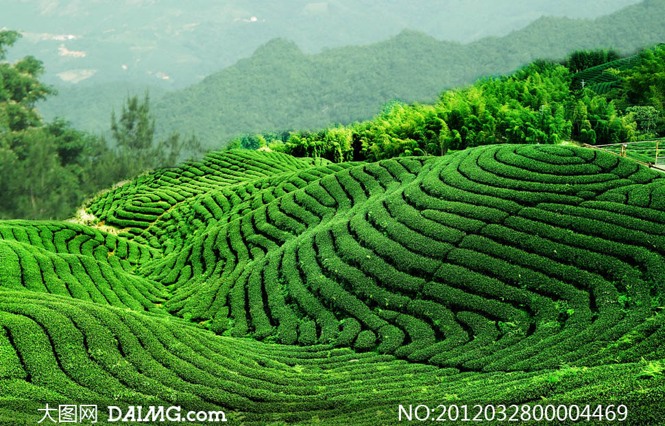 绿油油的山坡茶园摄影图片