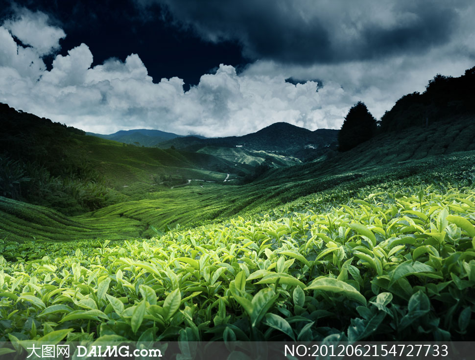 山坡上种植的茶园风光摄影高清图片 - 大图网设